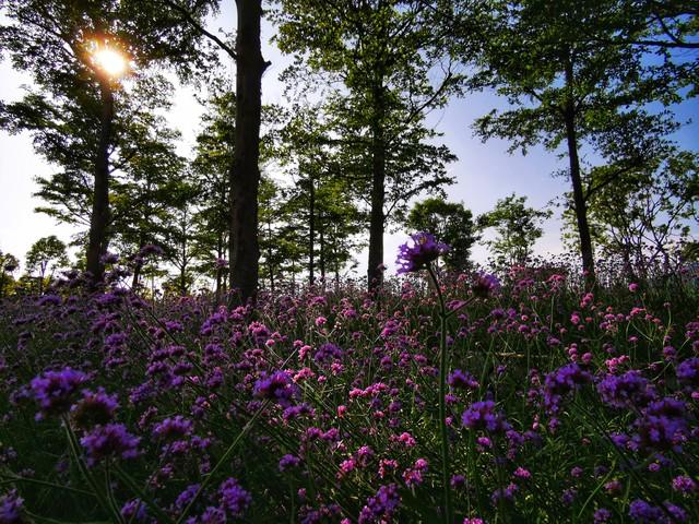 陌上花开什么意思啊（陌上花开表达感情是什么意思）